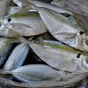 Melimpahnya ikan laut di indonesia juga berarti variasi jenis ikan laut dan olahan masakannya juga sangat beragam. 1
