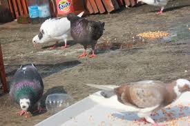 Makanan burung dara biar cepat bertelur. Makanan Merpati Agar Cepat Bertelur Dunia Merpati