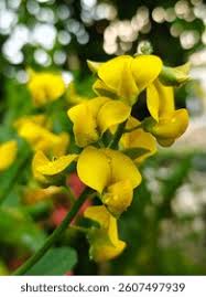 Image result for Crotalaria juncea