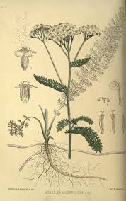 Medicinal Plants Being Descriptions With Original Figures Of The Principal Plants Employed In Medicine And An Account Of The Characters Properties And Uses O Botanical Illustration Botanical Drawings Yarrow Flower