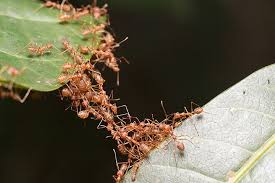 Weaver Ant