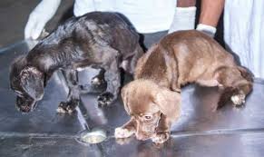 How long can a cat survive without food? Miracle Puppies Somehow Survive 25 Days Sealed In Shipping Container Without Food Or Water