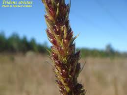 Image result for Tridactyle tricuspis