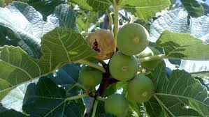 Check spelling or type a new query. Fig Mosaic Virus Looms In Estahban Financial Tribune