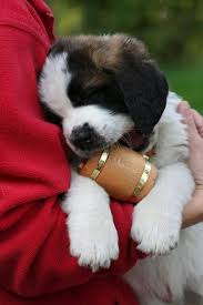 We Have Healthy Beautiful Saint Bernard Puppies For Sale With Papers Of Akc Registration Papers And Microchip Pap St Bernard Puppy Puppy Adoption Saint Bernard