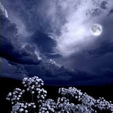 Maybe you would like to learn more about one of these? What Is A Moon Garden And How You Can Start One Family Handyman