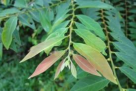 Image result for Bridelia