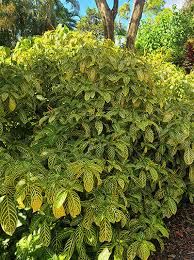 Image result for Sanchezia