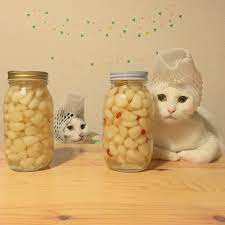 instagram cute cats crazy cats cool pets