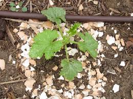 Maybe you would like to learn more about one of these? Gardening Folklore Egg Shells Coffee Grounds The Unconventional Tomato