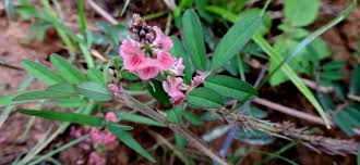 Image result for Indigofera hewittii
