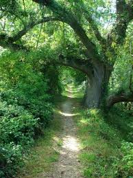Path Woods Forest Summer Green Beautiful Nature Beautiful Landscapes Nature