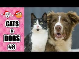 Cute Animals Half Screen Cute Animals Cat And Dog Videos Dog Cat