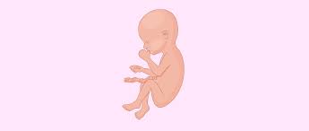 Cinco Meses De Embarazo Sintomas Y Cambios En El Bebe