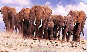 Dari singa untuk beruang dan semut kepada ikan paus, semua haiwan mempunyai peranan dan sumbangan mereka sendiri kepada komuniti mereka. Gajah Afrika Dan Gajah India Perbezaan Utama Dan Persamaan Sifatnya 2021