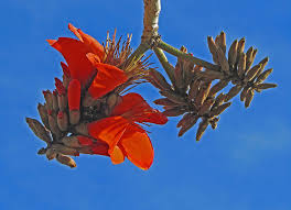 Image result for Erythrina afra