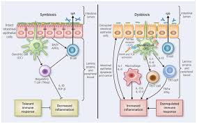 The Host Microbiome Regulates And Maintains Human Health A Primer And Perspective For Non Microbiologists Abstract Europe Pmc