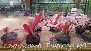 It is arguably the easiest crypt to keep, and is undemanding in terms of water conditions. Rare Aquatic Plants At Pet Zone San Diego Youtube