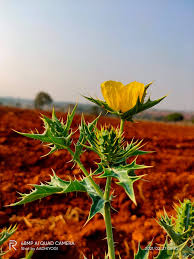 Image result for Argemone mexicana