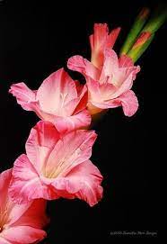 Gladiolus Photo By Keiji X Photobucket Gladiolus Flower Field Flower Wallpaper