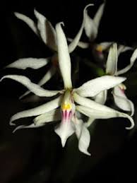 Image result for Prosthechea allemanii