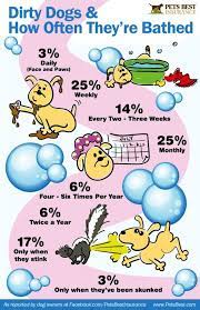 Check out this handy guide to see when you should bathe your dog. How Often Should Dog Take Bath Hutomo