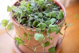 Make sure the soil dries out completely before watering again. String Of Heart Plants Care Growing Guide
