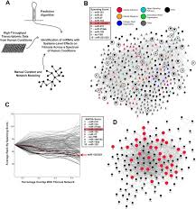 It was most recently reported 1 day ago. A Yap Taz Mir 130 301 Molecular Circuit Exerts Systems Level Control Of Fibrosis In A Network Of Human Diseases And Physiologic Conditions Scientific Reports