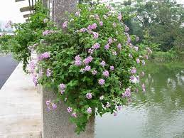 Lantana Montevidensis Trees And Flowers Pictures Garden Mirrors Outdoor Gardens Lantana
