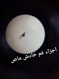 اجزاء فم خادش ماص insects eggs