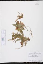 Image result for Galactia striata