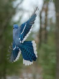 Pin By Vera Waldon On Birds Ornithology Birds Animals
