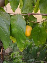 Image result for Vangueria randii