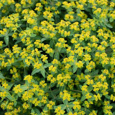 Image result for Euphorbia lividiflora