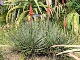 Image result for Aloe bukobana