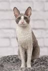 Cornish Rex - Wikipedia