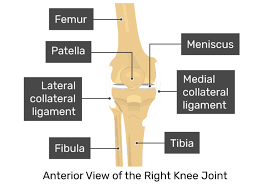 We did not find results for: Patella Bone Anterior And Posterior Views