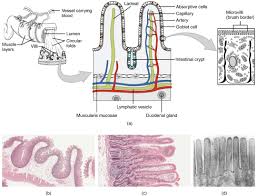 The small intestine is much smaller in diameter, but is much longer and more massive than the large intestine. The Small And Large Intestines Anatomy And Physiology