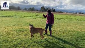 Having a dog trainer train your dog for youmakes more sense because an expert will do a better job than you ever could because an expert has trained 1000's of dogs. My Clever Canine Dog Training Puppy Training Behavior Training