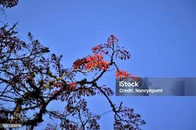 Image result for Erythrina falcata