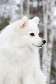 pin on kotyata i shenki kittens and puppies prodazha