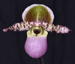 Image result for Bulbophyllum oreonastes
