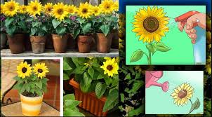 Jual buket bunga matahari flanel murah kab tangerang rayystore tokopedia from ecs7.tokopedia.net. Cara Menanam Bunga Matahari Dari Kuaci Hingga Berbunga Dengan Hidroponik