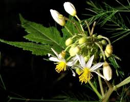 Image result for Sparrmannia ricinocarpa
