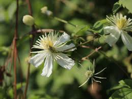 The names, pictures and descriptions of the cultivars are listed solely for the purpose of information. Clematis Summer Snow Paul Farges Clematis Fargesioides Summer Snow Paul Farges Baumschule Horstmann