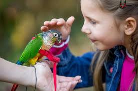 Owning a pet can be a rewarding experience for a child. Do Parrots Make Good Pets For Kids