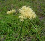 Image result for Cyperus breviradius