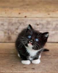 Black And White Cat With Blue Eyes Pin By Cindy Savignano On Cats Kittens Cutest Baby Animals Cute Cats