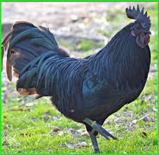9 Jenis Ayam Paling Mahal Di Dunia Cemani Termahal Ekor9 Com Binatang Hewan Ayam