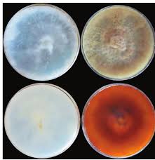 Image result for Metasphaeria diplodiella